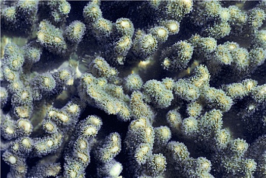 手指,珊瑚,珊瑚虫