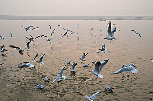 早晨,许多,海鸥,恒河,河,瓦拉纳西,贝拿勒斯,北方邦,印度,亚洲