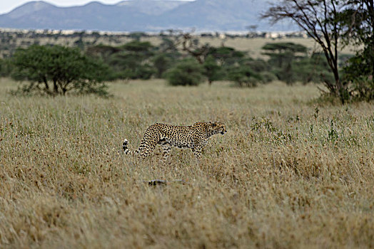 猎豹肯尼亚坦桑尼亚塞伦盖蒂
