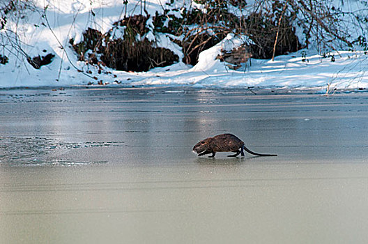 河狸鼠,走,冰冻,湖