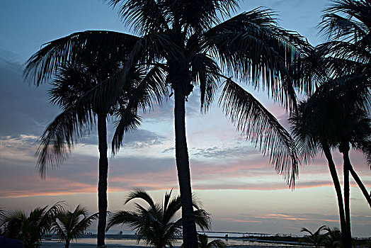 美国,佛罗里达,清澈,海滩,手掌,落日