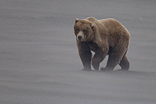 大灰熊,棕熊,沙暴,海滩,克拉克湖,国家公园,库克海峡,阿拉斯加