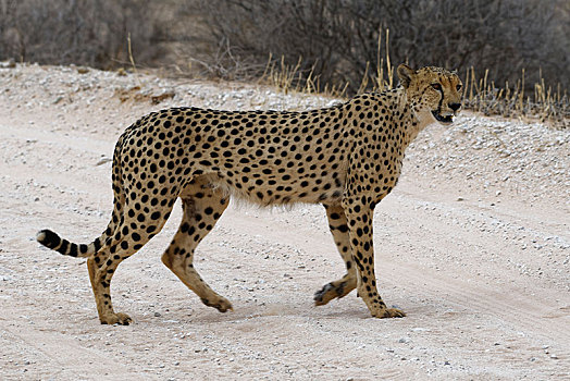 印度豹,猎豹,雄性,土路,卡拉哈迪大羚羊国家公园,北开普,南非,非洲