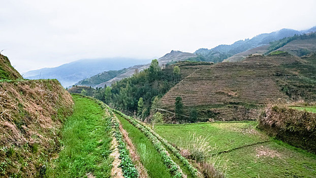 梯田,乡村