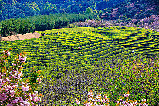 樱花,茶园