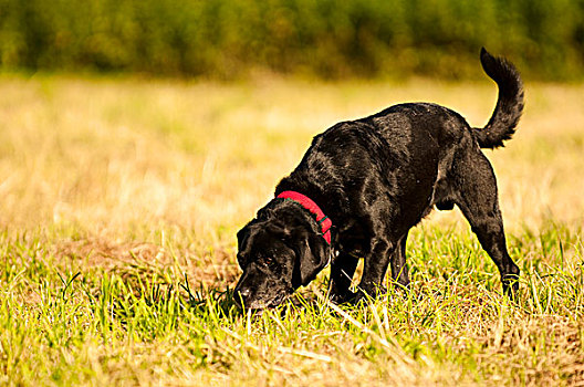 拉布拉多犬,草地