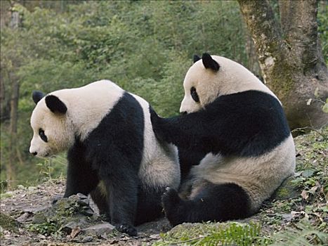 大熊猫,幼兽,推,中国