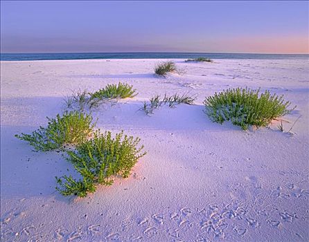 沙丘,植被,轨迹,沙子,岛屿,海湾群岛,国家海岸,佛罗里达