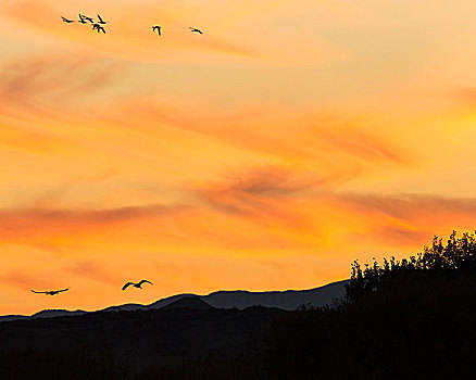 沙丘鹤,飞,日落,博斯克德尔阿帕奇,新墨西哥