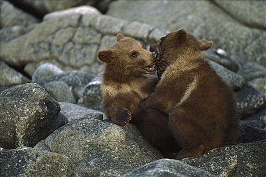大灰熊,棕熊,4-6岁,老,卡特麦国家公园,阿拉斯加