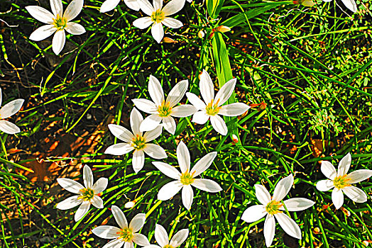 白色的野花