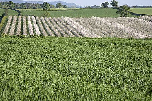 英格兰,赫里福德郡,风景,地点,苹果,果园