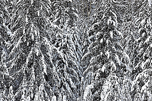 积雪,树林,驼鹿,草地,班芙国家公园,艾伯塔省,加拿大
