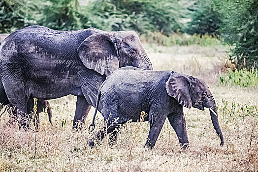 坦桑尼亚塞伦盖蒂草原野象生态环境