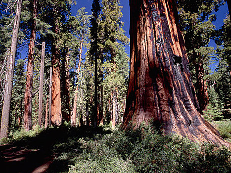 烧焦,树林,小树林,优胜美地国家公园,加利福尼亚,美国