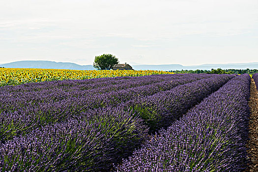 薰衣草种植区,地点,向日葵,瓦伦索,瓦伦索高原,普罗旺斯,法国,欧洲