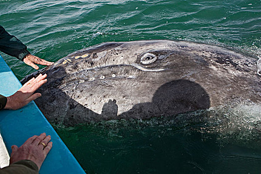 灰鲸,接触,友好,三个,星期,老,幼兽,下加利福尼亚州,墨西哥