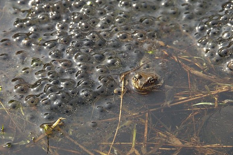 青蛙,产卵图片
