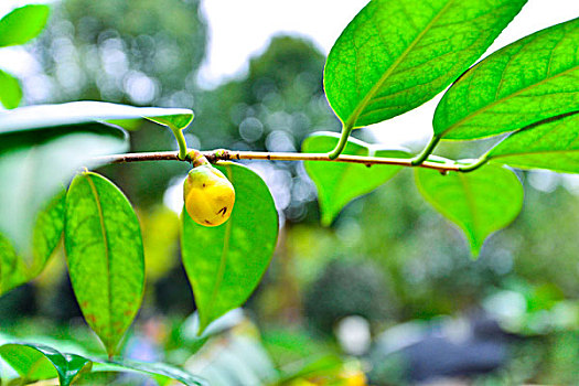 茶花,金花茶