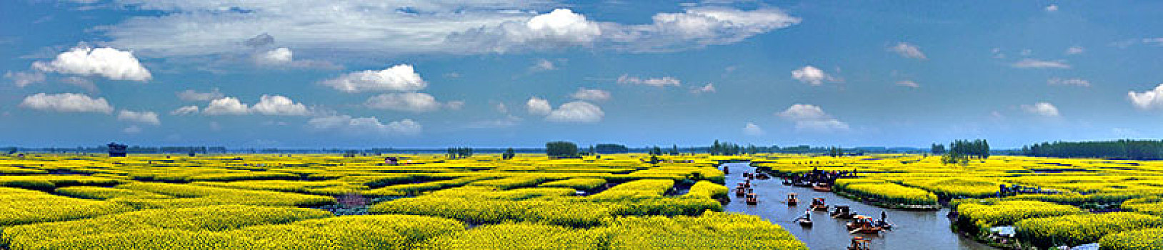 江苏省兴化市垛田油菜花自然生态景观