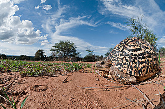 豹纹龟,研究中心,肯尼亚