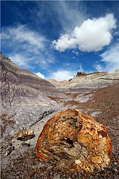 石化,树林