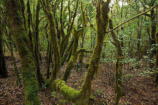 树林,国家公园,加拉霍艾,加纳利群岛,西班牙,欧洲