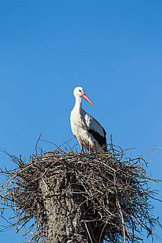 白鹳,鸟窝,多尼亚纳国家公园,韦尔瓦省,安达卢西亚,西班牙,欧洲