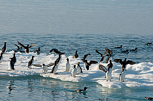 挪威,斯瓦尔巴群岛,斯匹次卑尔根岛,海雀,厚嘴海鸦,成群,休息,浮冰,海岸