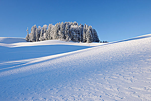 树林,冬天,风景,瑞士