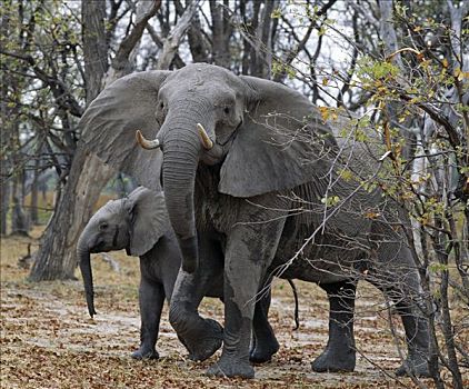 大象,家族,头部,看,威胁,林地,莫瑞米,野生动植物保护区,一个,后代,象鼻,只有,区域,奥卡万戈三角洲,无障碍,机动车