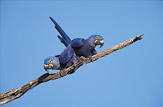 风信子,金刚鹦鹉,紫蓝金刚鹦鹉,鹦鹉,蓝鸟,潘塔纳尔,巴西,南美,动物