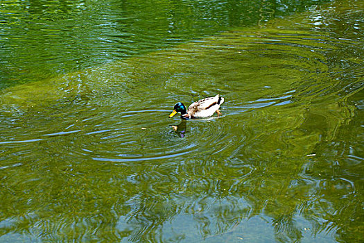 两只野鸭在水中戏水