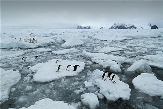 帽带企鹅,南极企鹅,浮冰,库克群岛,南极