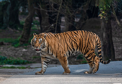 重庆永川野生动物园里的老虎