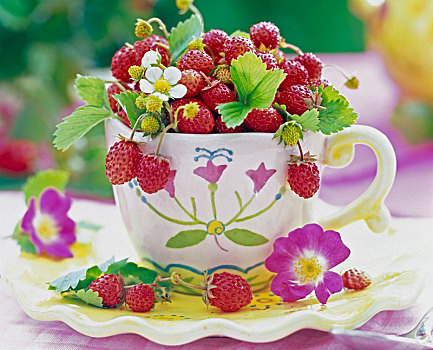 草莓属,咖啡杯,花