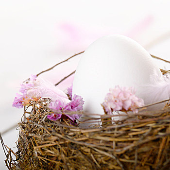 蛋,鸟窝,粉花,羽毛,白色背景,桌子
