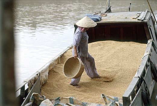 越南,湄公河三角洲,女人,工作,稻米,船
