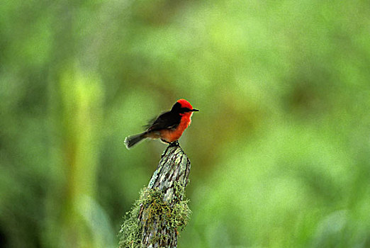 厄瓜多尔,加拉帕戈斯群岛,高地,朱红色,捕蝇鸟