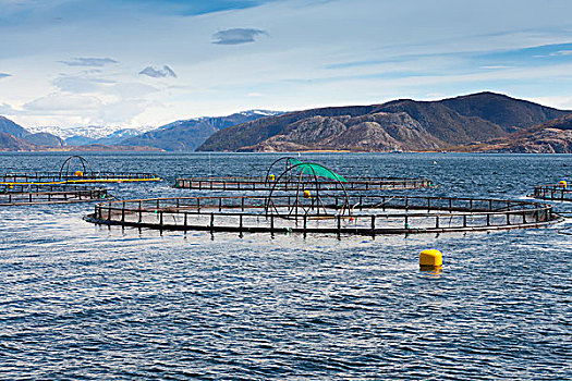 挪威,养鱼场,三文鱼,公海,水