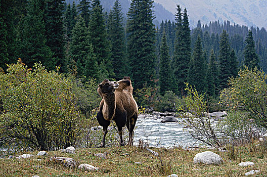 小溪旁的骆驼,新疆维吾尔自治区