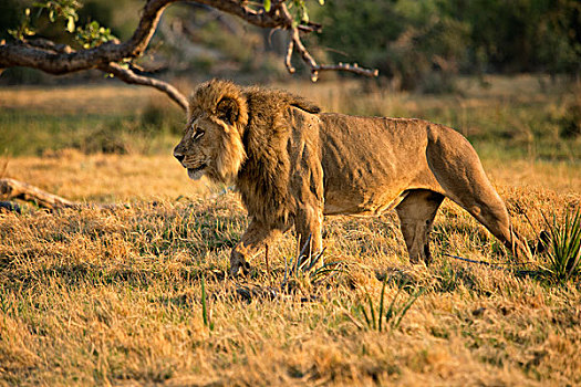 尾随,雄性,狮子,草地,博茨瓦纳,非洲,大幅,尺寸