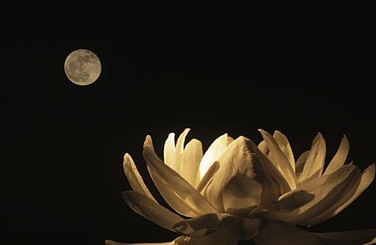 最美最大莲花月亮图片图片
