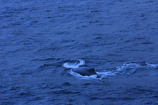 南极鲸鱼