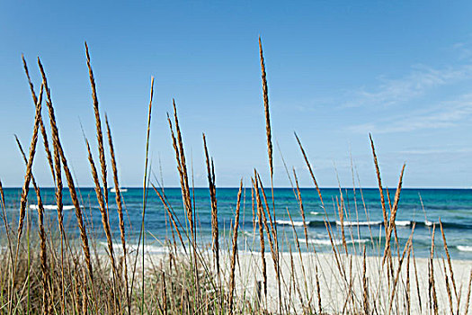 平和,海滩风景,沙丘草,前景