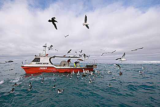 信天翁,海燕类,捕鱼,船,新西兰