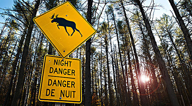 特写,驼鹿,危险,标识,泛加公路,靠近,安大略省,加拿大