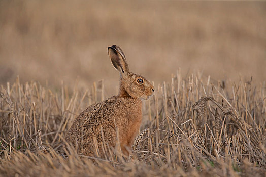 棕兔,欧洲野兔,残梗地,英格兰,英国,欧洲