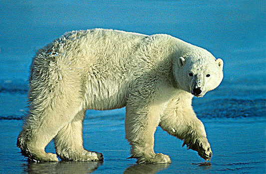 北极熊,西部,哈得逊湾