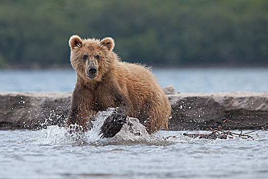 棕熊,猎捕,堪察加半岛,俄罗斯,欧洲